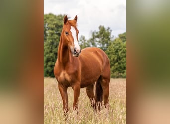 Duitse rijpony, Merrie, 3 Jaar, 148 cm, Vos