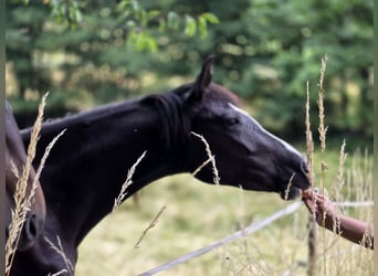 Duitse rijpony, Merrie, 3 Jaar, 148 cm, Zwartbruin