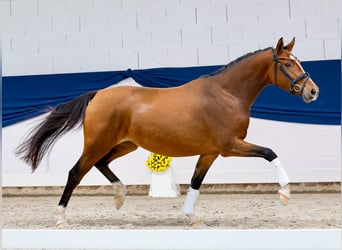 Duitse rijpony, Merrie, 3 Jaar, 149 cm, Bruin