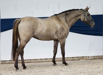 Duitse rijpony, Merrie, 3 Jaar, 149 cm, Buckskin
