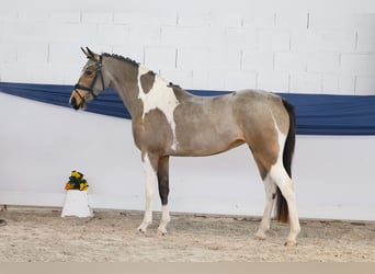 Duitse rijpony, Merrie, 3 Jaar, 149 cm, Gevlekt-paard