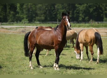 Duitse rijpony Mix, Merrie, 3 Jaar, 150 cm, Bruin