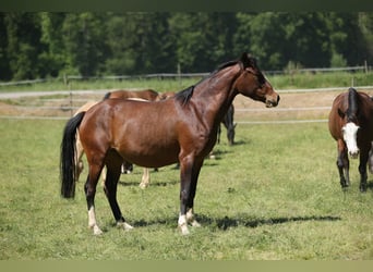 Duitse rijpony Mix, Merrie, 3 Jaar, 150 cm, Bruin