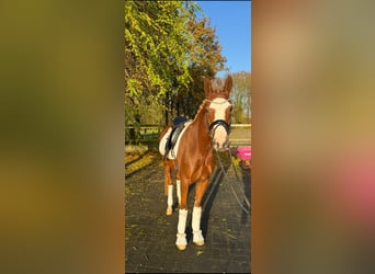 Duitse rijpony, Merrie, 3 Jaar, 150 cm, Donkere-vos