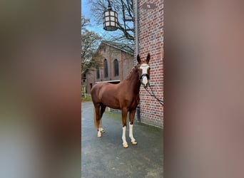 Duitse rijpony, Merrie, 3 Jaar, 150 cm, Donkere-vos