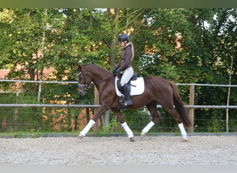 Duitse rijpony, Merrie, 3 Jaar, 151 cm, Donkere-vos