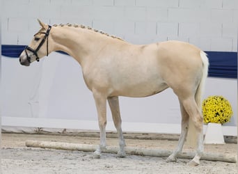 Duitse rijpony, Merrie, 3 Jaar, 152 cm, Palomino