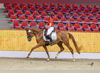 Duitse rijpony, Merrie, 3 Jaar, 152 cm, Vos