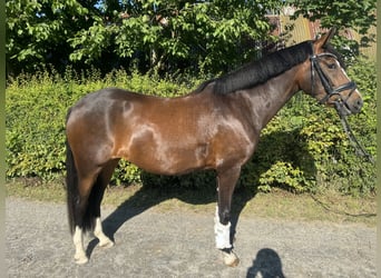 Duitse rijpony, Merrie, 3 Jaar, 153 cm, Bruin