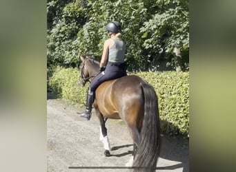 Duitse rijpony, Merrie, 3 Jaar, 153 cm, Bruin