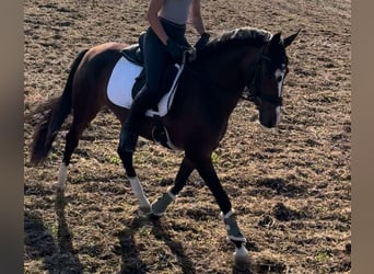 Duitse rijpony, Merrie, 3 Jaar, 153 cm, Bruin