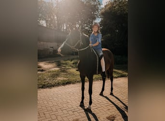 Duitse rijpony, Merrie, 3 Jaar, 153 cm, Zwartbruin