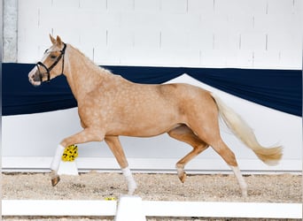 Duitse rijpony, Merrie, 3 Jaar, 155 cm, Palomino