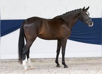 Duitse rijpony, Merrie, 3 Jaar, 156 cm, Zwart