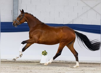 Duitse rijpony, Merrie, 3 Jaar, 157 cm, Bruin