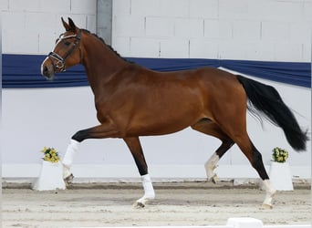 Duitse rijpony, Merrie, 3 Jaar, 157 cm, Bruin