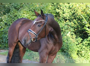 Duitse rijpony, Merrie, 3 Jaar, 161 cm, Bruin