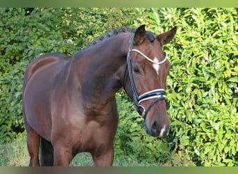 Duitse rijpony, Merrie, 3 Jaar, 161 cm, Bruin