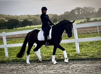 Duitse rijpony, Merrie, 3 Jaar, 161 cm, Bruin