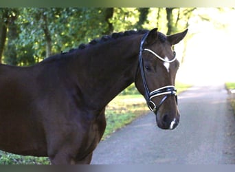 Duitse rijpony, Merrie, 3 Jaar, 161 cm, Bruin