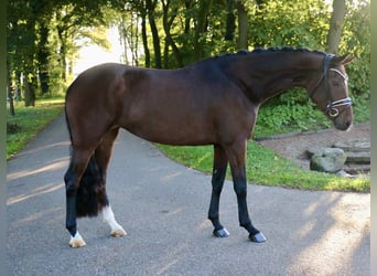 Duitse rijpony, Merrie, 3 Jaar, 161 cm, Bruin