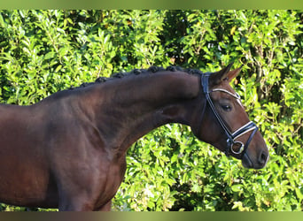 Duitse rijpony, Merrie, 3 Jaar, 161 cm, Bruin