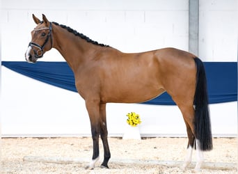 Duitse rijpony, Merrie, 3 Jaar, 161 cm, Bruin