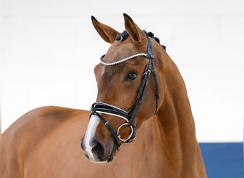 Duitse rijpony, Merrie, 3 Jaar, 161 cm, Bruin