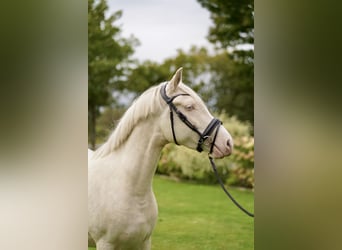 Duitse rijpony, Merrie, 3 Jaar, Cremello