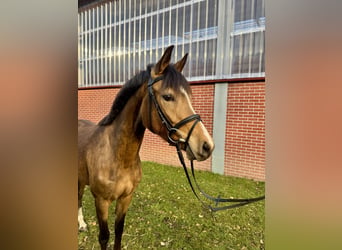 Duitse rijpony, Merrie, 3 Jaar, Falbe