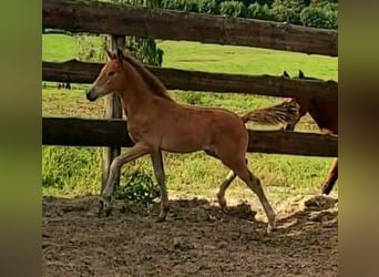 Duitse rijpony, Merrie, 3 Jaar