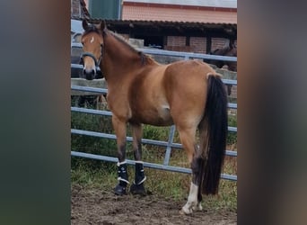 Duitse rijpony, Merrie, 3 Jaar