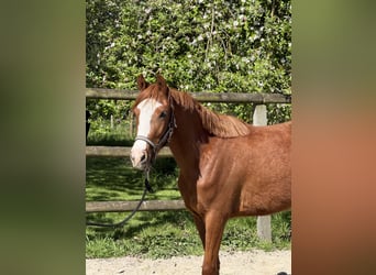 Duitse rijpony, Merrie, 3 Jaar, Vos