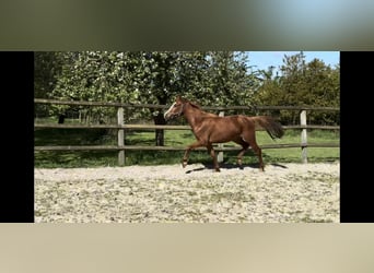 Duitse rijpony, Merrie, 3 Jaar, Vos