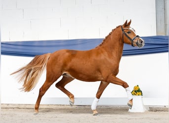 Duitse rijpony, Merrie, 3 Jaar, Vos