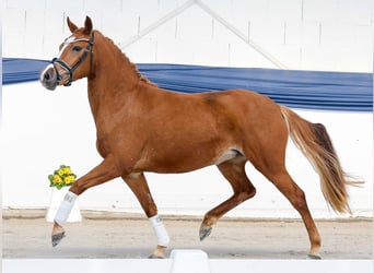 Duitse rijpony, Merrie, 3 Jaar, Vos