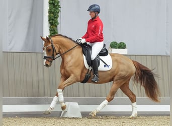 Duitse rijpony, Merrie, 3 Jaar, Vos