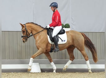 Duitse rijpony, Merrie, 3 Jaar, Vos