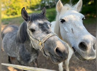Duitse rijpony, Merrie, 4 Jaar, 130 cm, Schimmel
