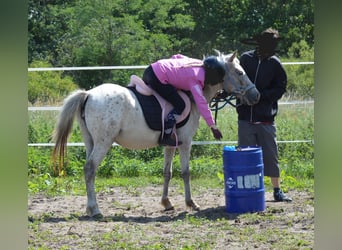 Duitse rijpony Mix, Merrie, 4 Jaar, 135 cm, Appaloosa