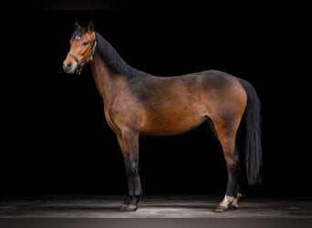 Duitse rijpony, Merrie, 4 Jaar, 135 cm, Bruin