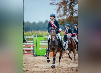 Duitse rijpony, Merrie, 4 Jaar, 137 cm, Roodbruin