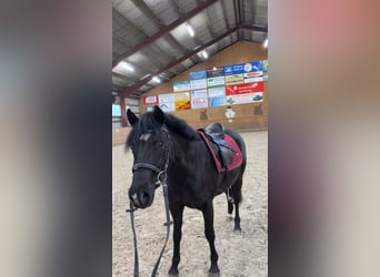 Duitse rijpony, Merrie, 4 Jaar, 138 cm, Zwart