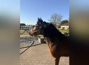 Duitse rijpony, Merrie, 4 Jaar, 140 cm, Bruin