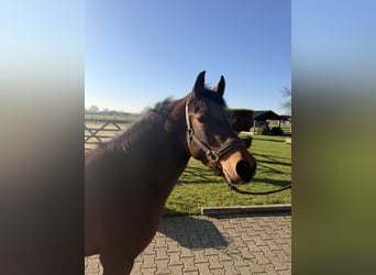 Duitse rijpony, Merrie, 4 Jaar, 140 cm, Bruin