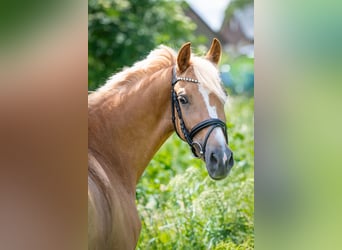 Duitse rijpony, Merrie, 4 Jaar, 140 cm, Red Dun