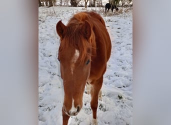 Duitse rijpony, Merrie, 4 Jaar, 142 cm