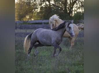 Duitse rijpony, Merrie, 4 Jaar, 142 cm