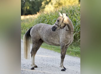 Duitse rijpony, Merrie, 4 Jaar, 142 cm
