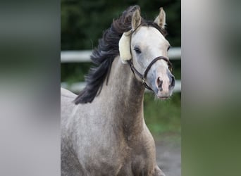 Duitse rijpony, Merrie, 4 Jaar, 142 cm
